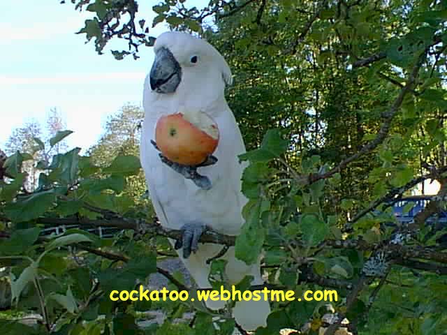 Jaco spiser eple i eple treet